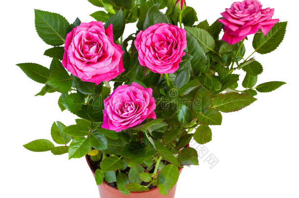 在白色的花盆中分离出粉红色玫瑰的开花植物。
