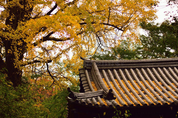 秋天<strong>银杏叶</strong>和<strong>日</strong>本神社