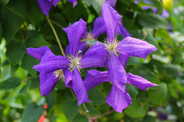 <strong>花线</strong>莲白细胞（波兰精神）紫色花在花园