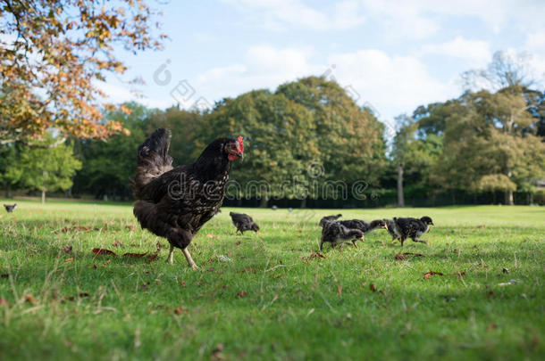 卡斯蒂利亚黑鸡母鸡带她的小鸡散步