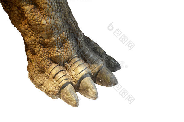 恐龙的爪子