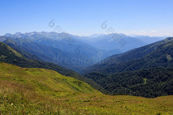 山谷景观中绿色的高山草地和常绿森林