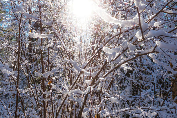 冬日的阳光透过白雪覆盖的灌木树枝。
