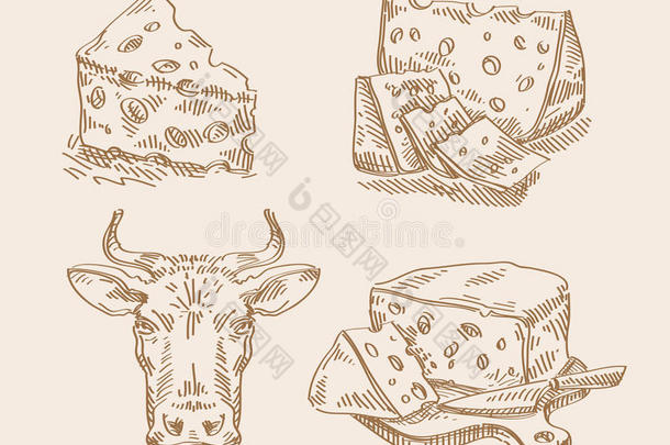 手绘奶酪和牛的草图。 矢量