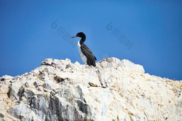 <strong>鸟语花香</strong>，法拉科拉克斯·布加维里，在悬崖上，秘鲁，伊斯拉斯·德·巴利斯塔斯