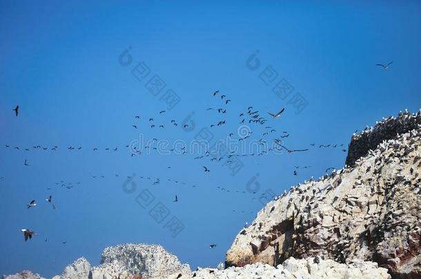 飞行<strong>鸟语花香</strong>，法拉科拉克斯布加维里，在悬崖上，伊斯拉斯德巴利斯塔斯，秘鲁