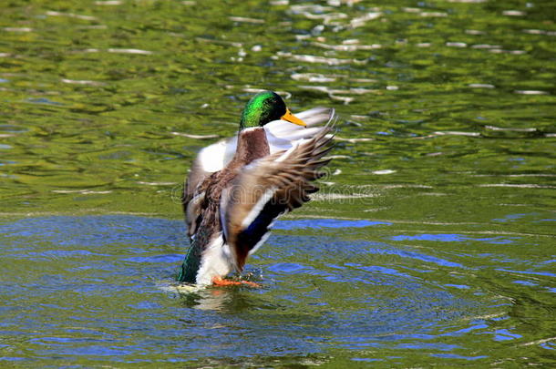 美丽的鸭子在水面上拍打翅膀。