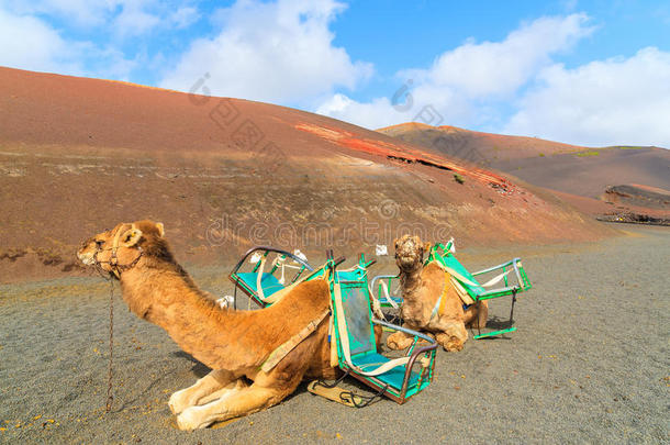 蒂曼法亚国家公园的骆驼