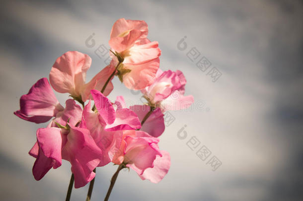 明亮的粉红色花朵映衬着灰色的天空