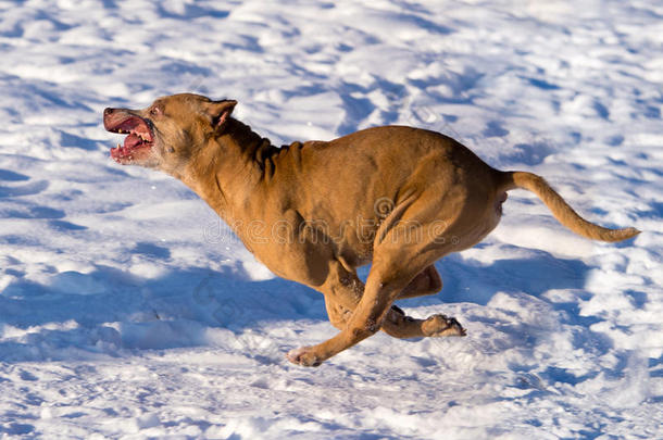 美国斗牛犬在雪地里奔跑