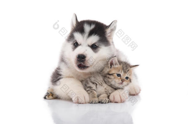 可爱的西伯利亚<strong>哈士奇</strong>小狗拥抱可爱的小猫