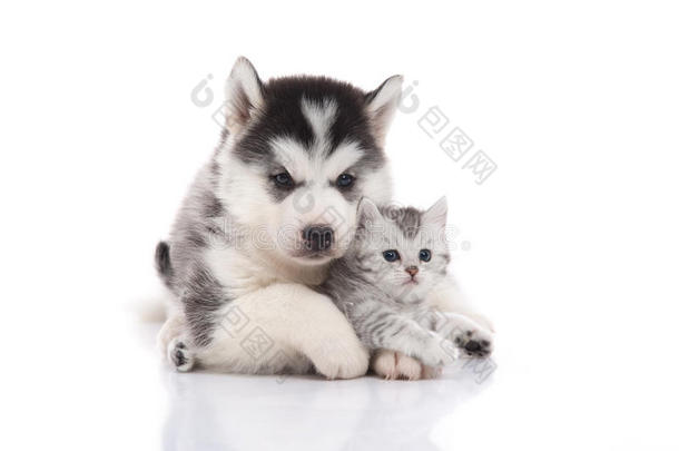 可爱的西伯利亚<strong>哈士奇</strong>小狗拥抱可爱的小猫