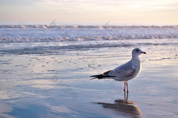 动物海滩海滨鸟关闭