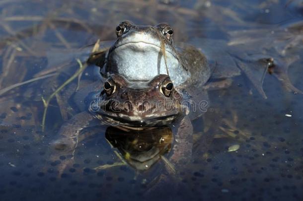 交配的普通青蛙(RanaTemporaria)交配，也称为欧洲普通青蛙，欧洲普通棕色青蛙，或欧元