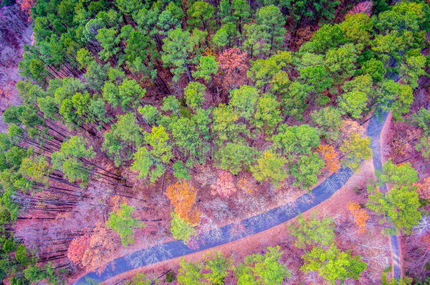 鸟瞰树林和道路