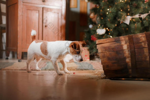 狗品种杰克罗素猎犬假期，圣诞节