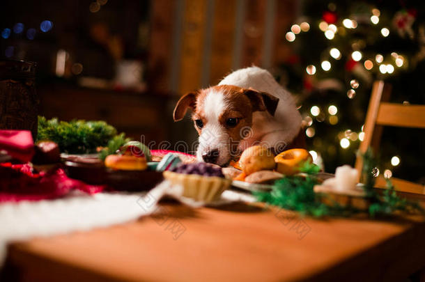 狗品种杰克罗素猎犬假期，圣诞节