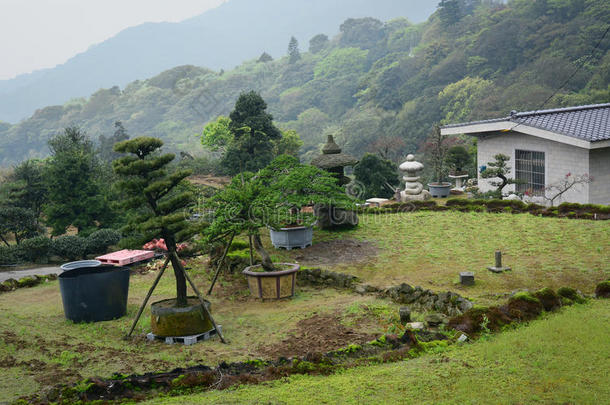 雾天阿里山绿林