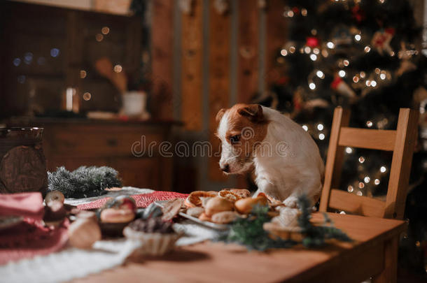 狗品种杰克罗素猎犬假期，圣诞节