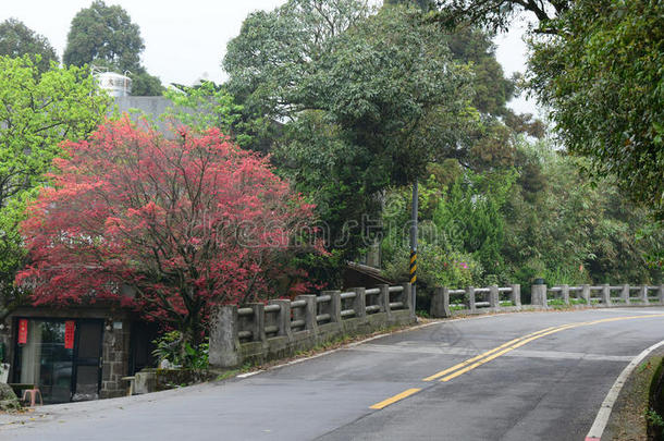 雾天<strong>阿里山</strong>绿林