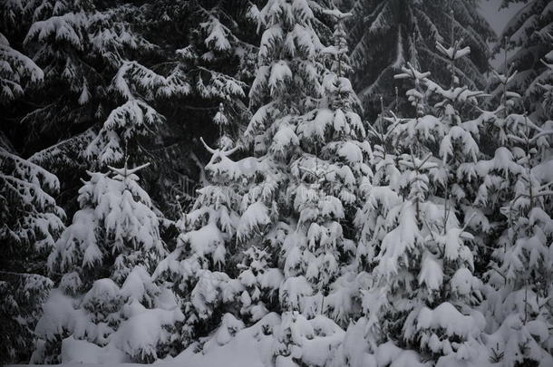 圣诞常<strong>青松</strong>树覆盖着新鲜的雪