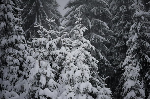 圣诞常<strong>青松</strong>树覆盖着新鲜的雪