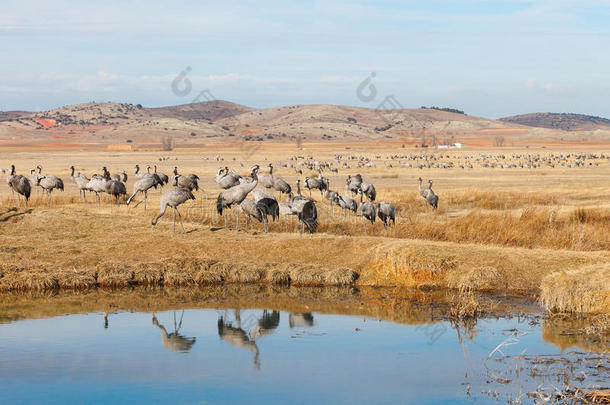 普通鹤雪，拉丁语：grus grus