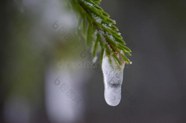 圣诞常<strong>青松</strong>树覆盖着新鲜的雪