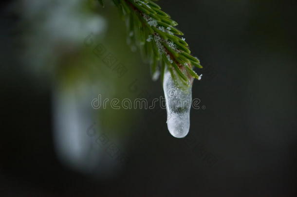 圣诞常<strong>青松</strong>树覆盖着新鲜的雪