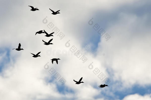 一群鸭子在多云的天空中飞翔