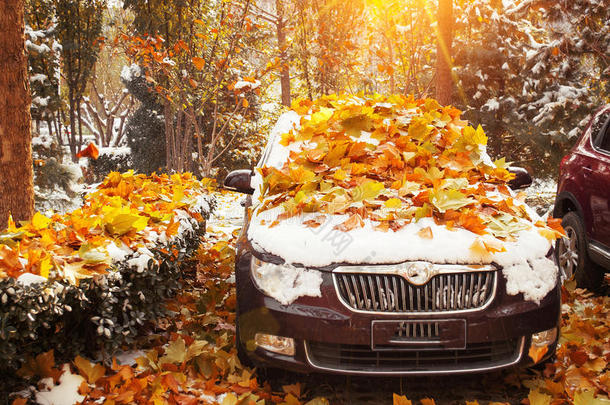 汽车被金色的叶子覆盖着