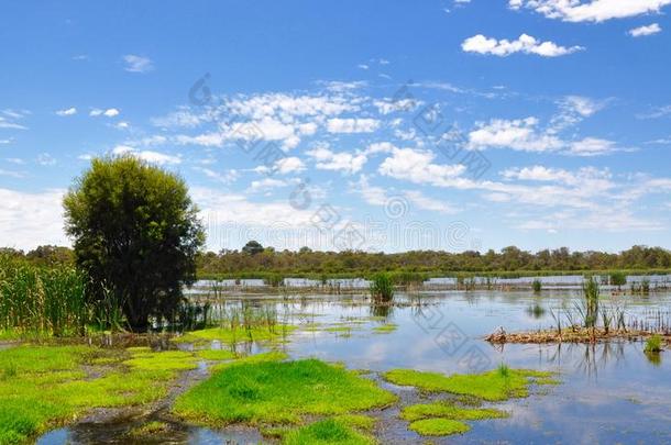 贝利尔湿地绿色景观，澳大利亚西部