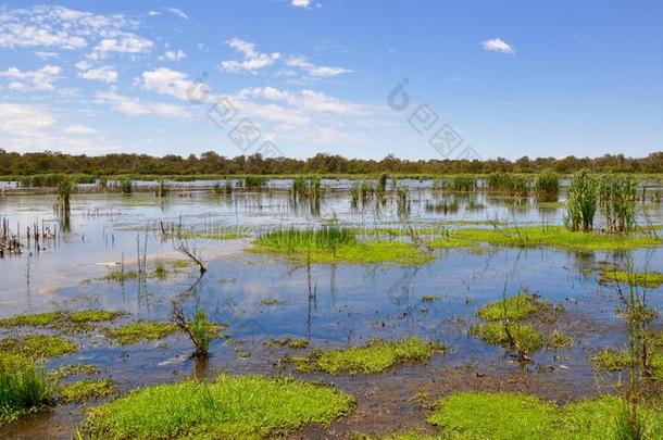 澳大利亚西部贝利尔湿地的漂浮植被