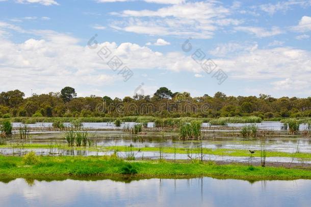 紫色沼泽的贝利尔湿地：澳大利亚西部