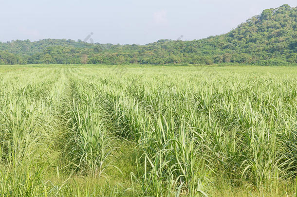 农业美女生物生物量藤条