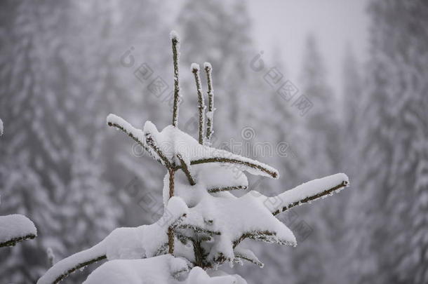 圣诞常<strong>青松</strong>树覆盖着新鲜的雪