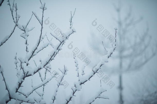 圣诞常<strong>青松</strong>树覆盖着新鲜的雪