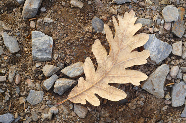 冰冻的秋天橡树叶在地上。 自然宏观照片