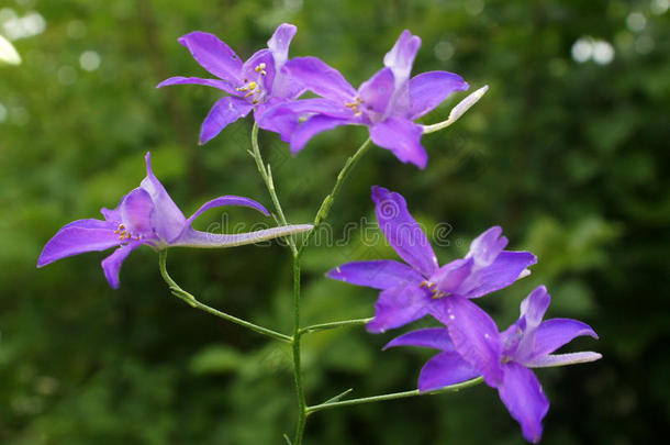 云雀的花（合并）