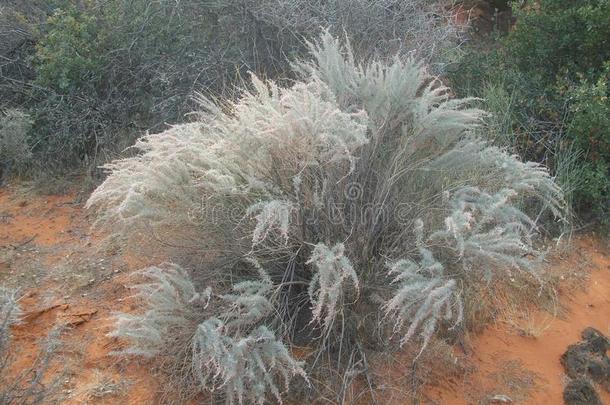 峡谷沙漠常绿的植物区系霜