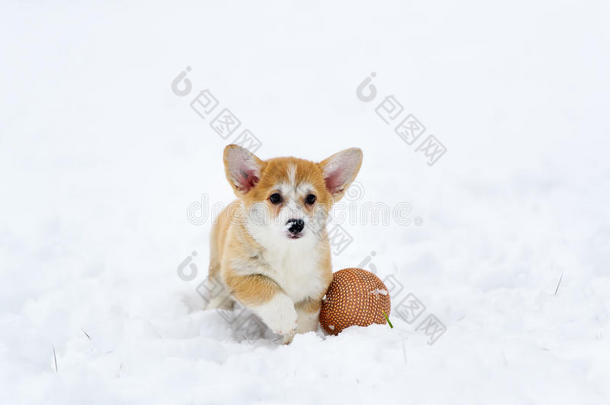 狗在雪中繁殖彭布罗克威尔士<strong>柯基</strong>