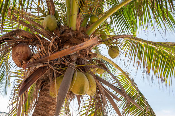 椰子树和水果