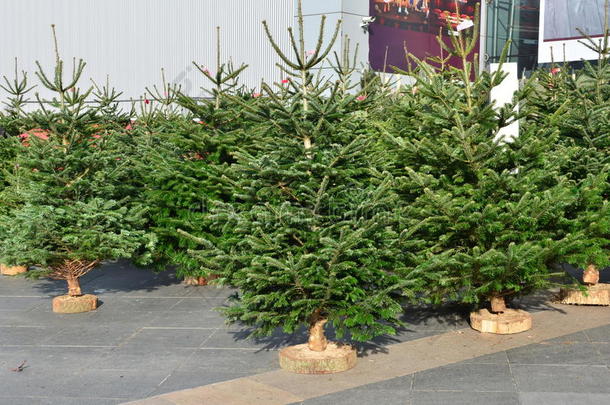 圣诞树出售。 寒假常绿树木