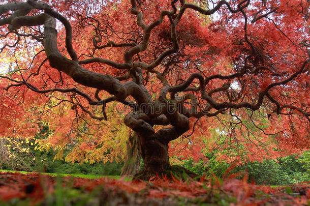 2015年槭树美学上秋天秋天的