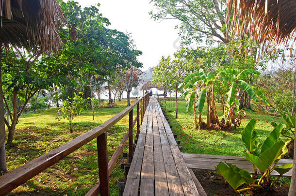 亚马逊雨林：沿着亚马逊河的人行道，靠近马瑙斯，巴西南美洲