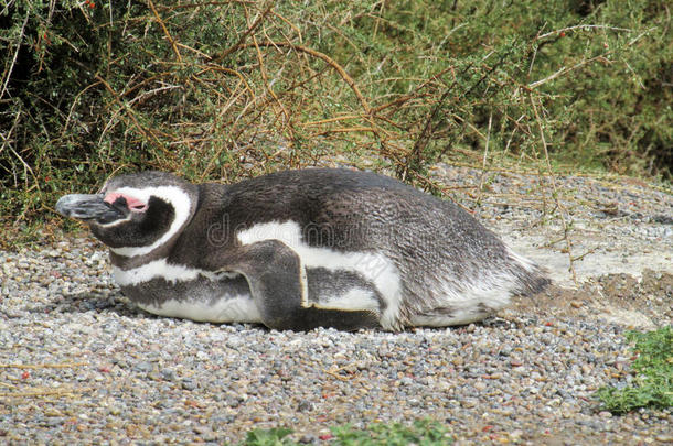 企鹅睡觉