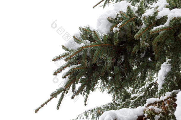 背景冷杉枝与松果和雪花。 圣诞节假期