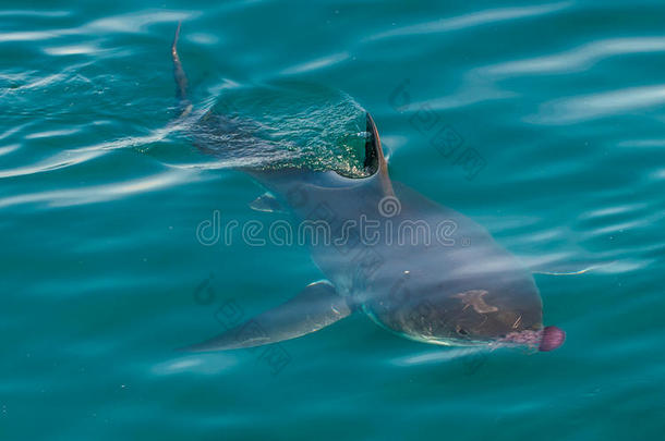 <strong>大白鲨</strong>(CarcharodonCarcharias)和粉红色水母在海洋中。