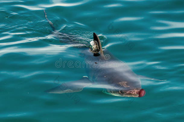 大<strong>白鲨</strong>(CarcharodonCarcharias)和粉红色水母在海洋中。