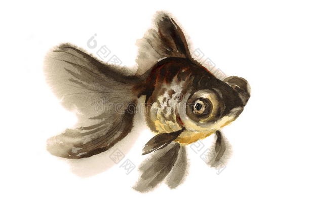 黑色沼地金鱼水彩插图手绘
